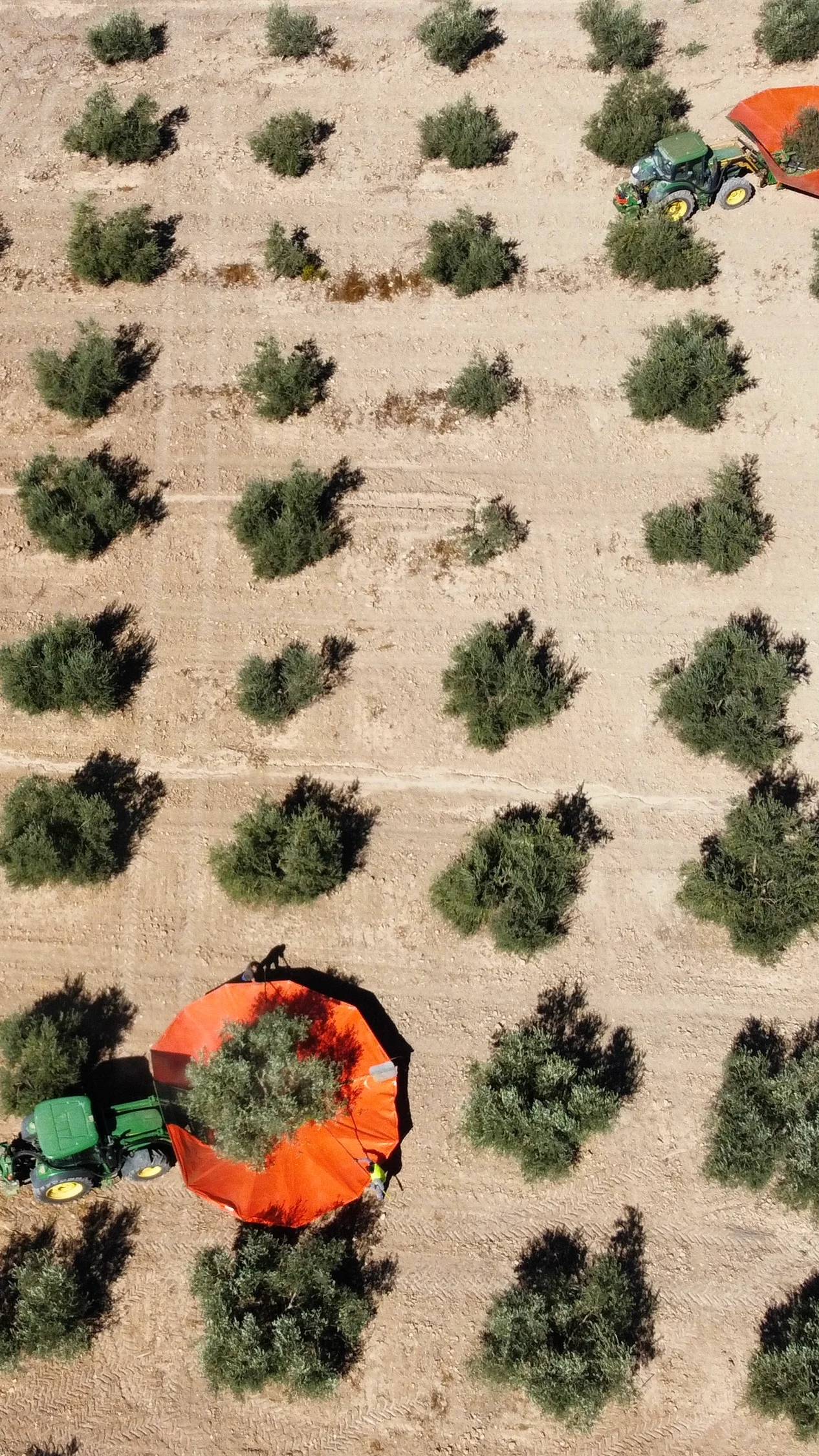 Tractores con paraguas trabajando entre las hileras de olivos de una finca de Archidona, desde el aire