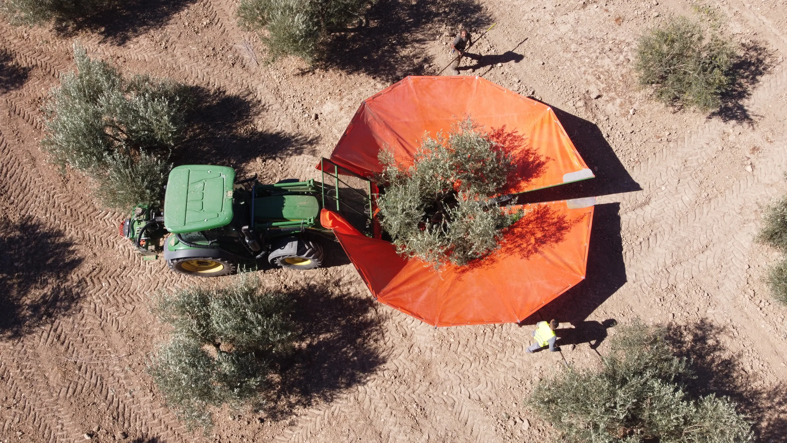 Tractor con vibrador de paraguas recogiendo la aceituna de un olivo en Archidona, visto desde un dron