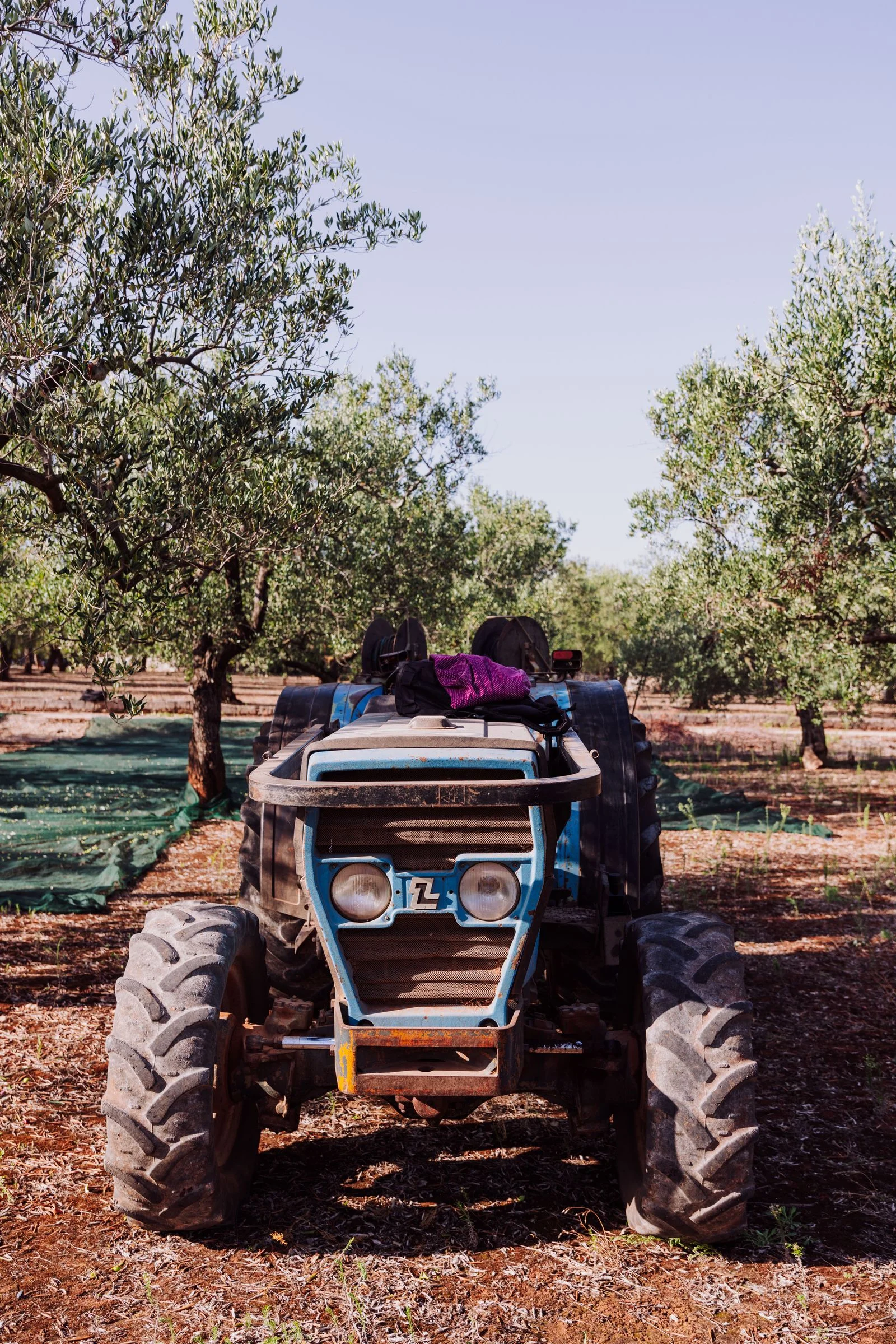 Tractor estrecho parado entre las hileras de un olivar, sobre tierra labrada
